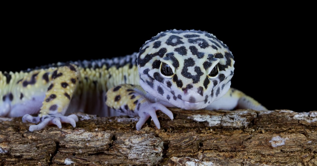 Creating the Perfect Habitat for Your Leopard Gecko